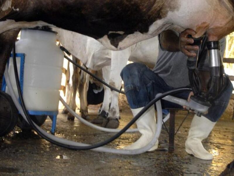 Produção de leite bate recorde mesmo com redução de vacas ordenhadas