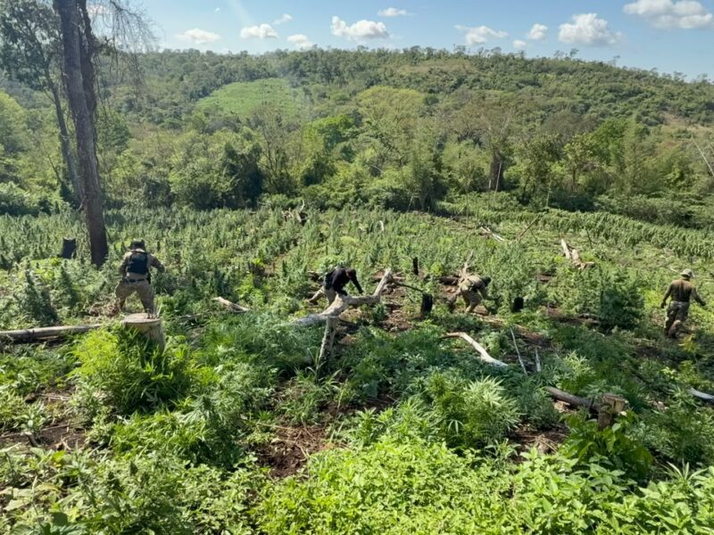 Senad apreende quase 30 toneladas de drogas que seriam enviadas para o Brasil