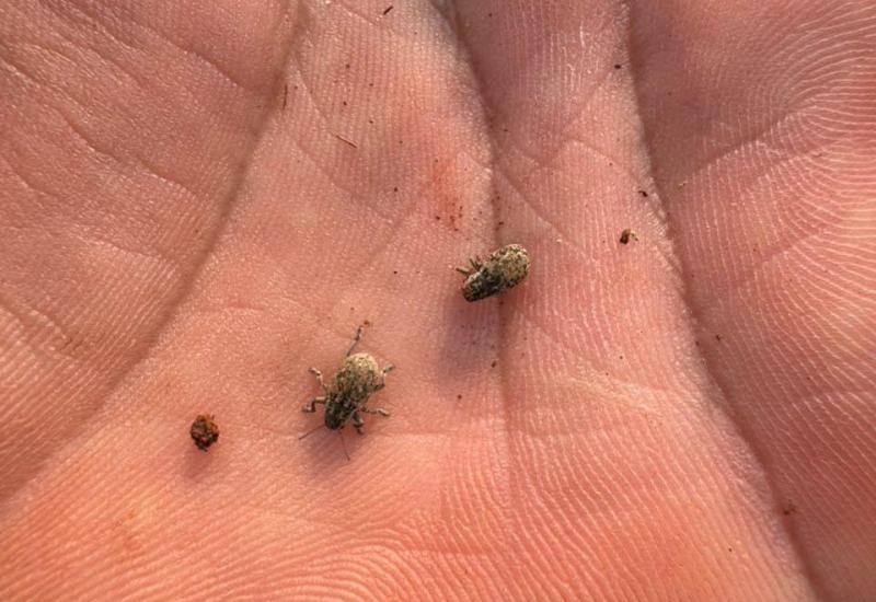 Cascudinho-da-soja exige atenção no início da safra de soja 2026/2027